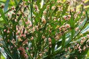 Phyllanthus angustifolius - 