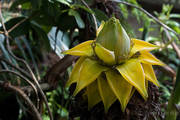 Musa lasiocarpa - Złoty lotos