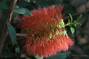 Melaleuca hypericifolia - 