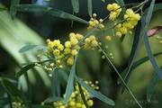 Acacia retinodes - 