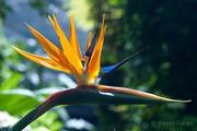 Strelitzia reginae - Strelicja królewska, rajski ptak