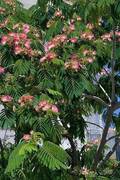 Albizia julibrissin - Drzewo jedwabne, chińskie drzewo szczęścia