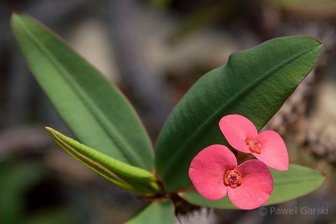 Wilczomlecz lśniący - Euphorbia milii var. splendens