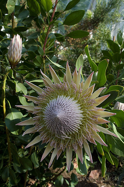 Protea królewska - Protea cynaroides