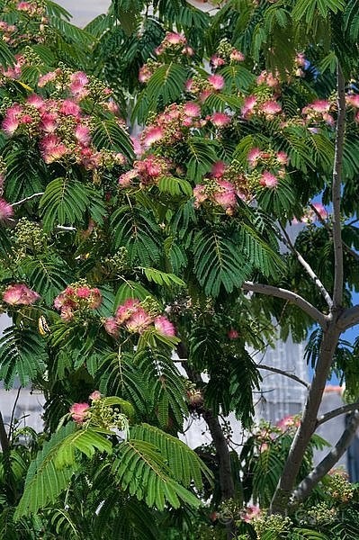 Drzewo jedwabne, chińskie drzewo szczęścia - Albizia julibrissin